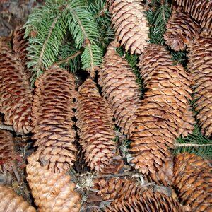 Jumbo Extra Large XL Pinecones Norway Spruce Fresh 40  5" - 8" No Bugs Craft